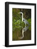 Cocoi Heron-Joe McDonald-Framed Photographic Print