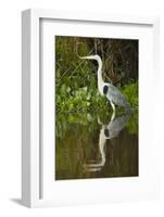 Cocoi Heron-Joe McDonald-Framed Photographic Print