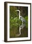 Cocoi Heron-Joe McDonald-Framed Photographic Print