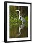 Cocoi Heron-Joe McDonald-Framed Photographic Print