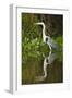 Cocoi Heron-Joe McDonald-Framed Photographic Print