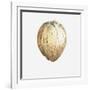 Coconut, 2015-Lincoln Seligman-Framed Giclee Print