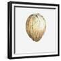 Coconut, 2015-Lincoln Seligman-Framed Giclee Print