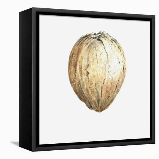 Coconut, 2015-Lincoln Seligman-Framed Stretched Canvas