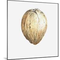 Coconut, 2015-Lincoln Seligman-Mounted Giclee Print