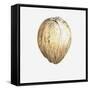 Coconut, 2015-Lincoln Seligman-Framed Stretched Canvas