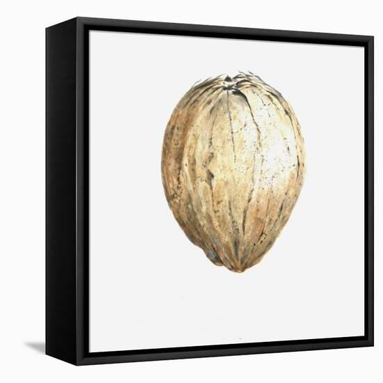 Coconut, 2015-Lincoln Seligman-Framed Stretched Canvas