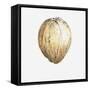 Coconut, 2015-Lincoln Seligman-Framed Stretched Canvas