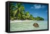 Coconut Floating Ashore on to Tropical Island-null-Framed Stretched Canvas