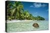 Coconut Floating Ashore on to Tropical Island-null-Stretched Canvas