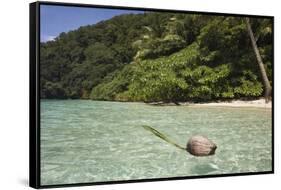 Coconut Floating in Lagoon, Micronesia, Palau-Reinhard Dirscherl-Framed Stretched Canvas
