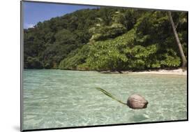 Coconut Floating in Lagoon, Micronesia, Palau-Reinhard Dirscherl-Mounted Photographic Print