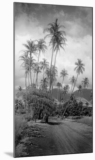 Coconut Grove, Lahaina, 1910-Ray Jerome Baker-Mounted Art Print