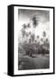 Coconut Grove, Lahaina, 1910-Ray Jerome Baker-Framed Stretched Canvas