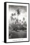 Coconut Grove, Lahaina, 1910-Ray Jerome Baker-Framed Stretched Canvas