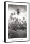 Coconut Grove, Lahaina, 1910-Ray Jerome Baker-Framed Stretched Canvas