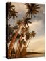 Coconut Grove, Molokai, Hawaii-Douglas Peebles-Stretched Canvas