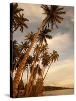 Coconut Grove, Molokai, Hawaii-Douglas Peebles-Stretched Canvas