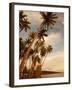 Coconut Grove, Molokai, Hawaii-Douglas Peebles-Framed Photographic Print