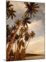 Coconut Grove, Molokai, Hawaii-Douglas Peebles-Mounted Photographic Print