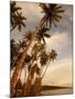 Coconut Grove, Molokai, Hawaii-Douglas Peebles-Mounted Photographic Print