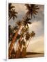 Coconut Grove, Molokai, Hawaii-Douglas Peebles-Framed Photographic Print