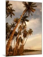 Coconut Grove, Molokai, Hawaii-Douglas Peebles-Mounted Photographic Print