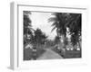 Coconut Grove, Port Antonio, Jamaica, C1905-Adolphe & Son Duperly-Framed Giclee Print