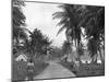 Coconut Grove, Port Antonio, Jamaica, C1905-Adolphe & Son Duperly-Mounted Giclee Print