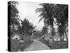 Coconut Grove, Port Antonio, Jamaica, C1905-Adolphe & Son Duperly-Stretched Canvas