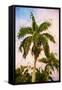 Coconut - In the Style of Oil Painting-Philippe Hugonnard-Framed Stretched Canvas