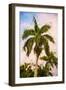 Coconut - In the Style of Oil Painting-Philippe Hugonnard-Framed Giclee Print
