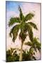 Coconut - In the Style of Oil Painting-Philippe Hugonnard-Mounted Giclee Print