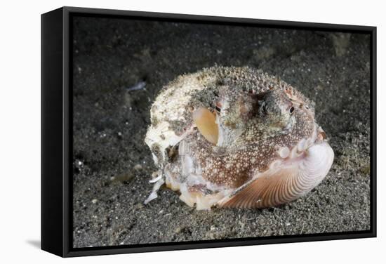 Coconut Octopus Hiding in a Shell (Octopus Marginatus), Lembeh Strait, North Sulawesi, Indonesia-Reinhard Dirscherl-Framed Stretched Canvas