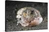 Coconut Octopus Hiding in a Shell (Octopus Marginatus), Lembeh Strait, North Sulawesi, Indonesia-Reinhard Dirscherl-Stretched Canvas