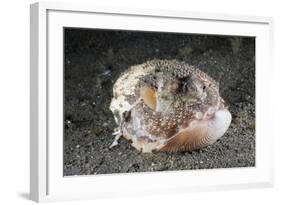 Coconut Octopus Hiding in a Shell (Octopus Marginatus), Lembeh Strait, North Sulawesi, Indonesia-Reinhard Dirscherl-Framed Photographic Print