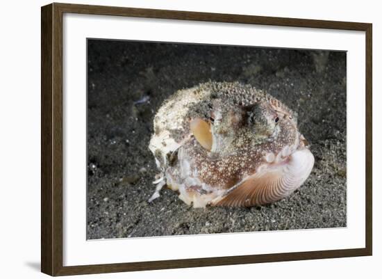 Coconut Octopus Hiding in a Shell (Octopus Marginatus), Lembeh Strait, North Sulawesi, Indonesia-Reinhard Dirscherl-Framed Photographic Print