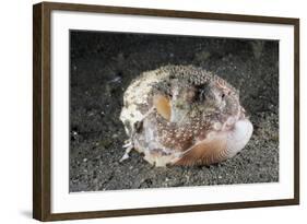 Coconut Octopus Hiding in a Shell (Octopus Marginatus), Lembeh Strait, North Sulawesi, Indonesia-Reinhard Dirscherl-Framed Photographic Print