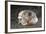 Coconut Octopus Hiding in a Shell (Octopus Marginatus), Lembeh Strait, North Sulawesi, Indonesia-Reinhard Dirscherl-Framed Photographic Print