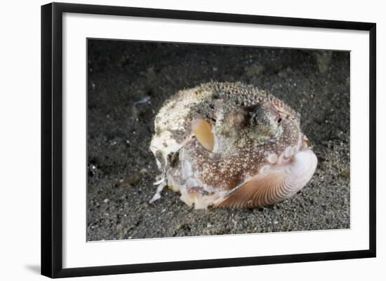 Coconut Octopus Hiding in a Shell (Octopus Marginatus), Lembeh Strait, North Sulawesi, Indonesia-Reinhard Dirscherl-Framed Photographic Print