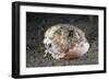 Coconut Octopus Hiding in a Shell (Octopus Marginatus), Lembeh Strait, North Sulawesi, Indonesia-Reinhard Dirscherl-Framed Photographic Print