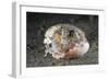 Coconut Octopus Hiding in a Shell (Octopus Marginatus), Lembeh Strait, North Sulawesi, Indonesia-Reinhard Dirscherl-Framed Photographic Print