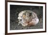 Coconut Octopus Hiding in a Shell (Octopus Marginatus), Lembeh Strait, North Sulawesi, Indonesia-Reinhard Dirscherl-Framed Photographic Print