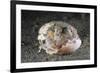 Coconut Octopus Hiding in a Shell (Octopus Marginatus), Lembeh Strait, North Sulawesi, Indonesia-Reinhard Dirscherl-Framed Photographic Print