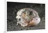 Coconut Octopus Hiding in a Shell (Octopus Marginatus), Lembeh Strait, North Sulawesi, Indonesia-Reinhard Dirscherl-Framed Photographic Print