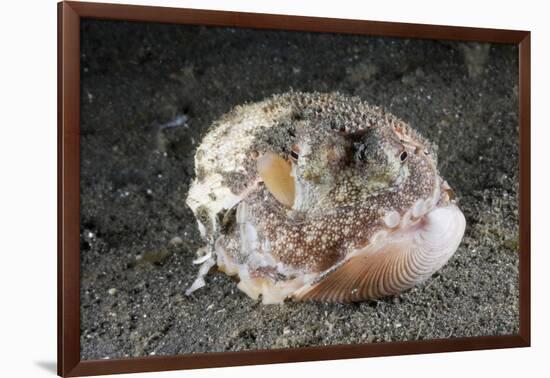 Coconut Octopus Hiding in a Shell (Octopus Marginatus), Lembeh Strait, North Sulawesi, Indonesia-Reinhard Dirscherl-Framed Photographic Print