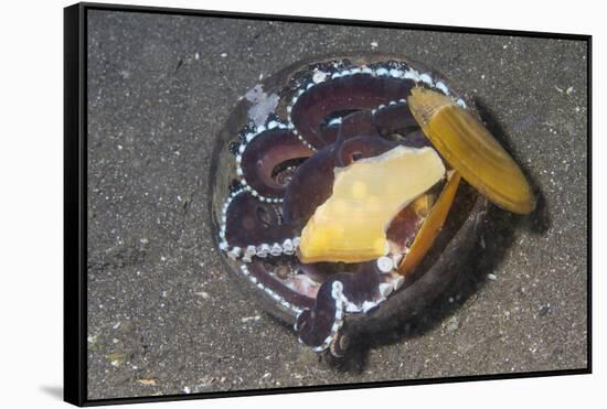 Coconut Octopus-Hal Beral-Framed Stretched Canvas