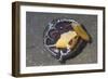 Coconut Octopus-Hal Beral-Framed Photographic Print