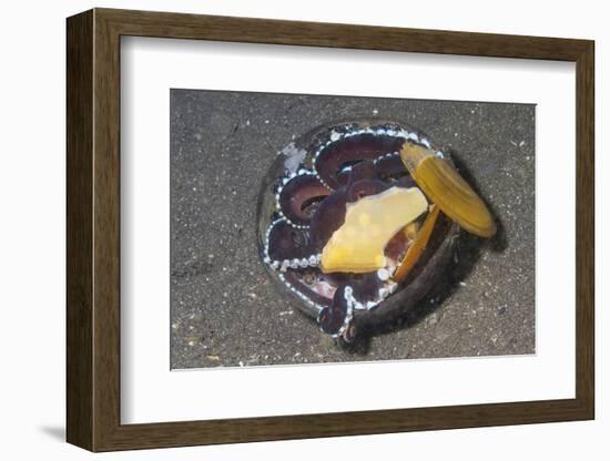 Coconut Octopus-Hal Beral-Framed Photographic Print