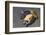 Coconut Octopus-Hal Beral-Framed Photographic Print